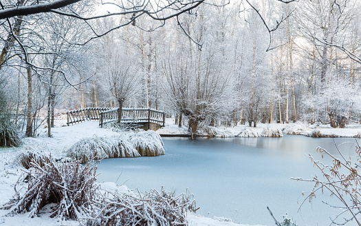 Winter scene at the botanical garden, showing a bridge over frozen water and trees covered with fresh snow