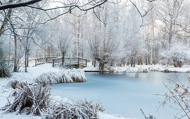 Photo of Winter scene at the botanical garden