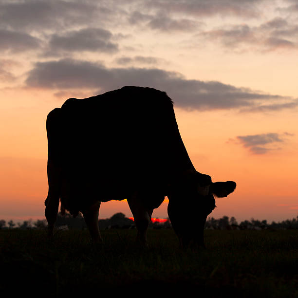 istock silhouette of grazing cow against sky with setting sun 618743444