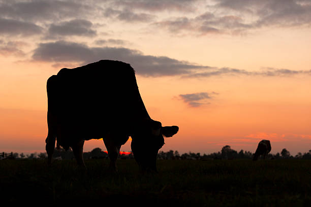istock silhouette of grazing cow against sky with setting sun 618743674