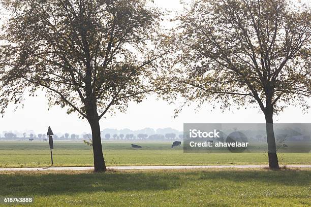 Black And White Cows In Green Dutch Meadow Near Vinkeveen Stock Photo - Download Image Now