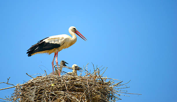 istock White stork with their young on the nest 618744254