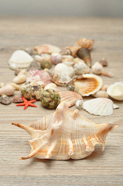 istock Collection of seashells on a wooden background 618744334