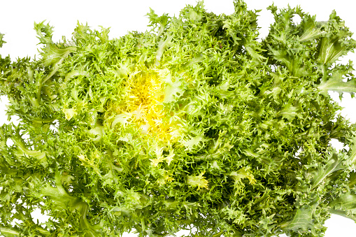 Salad Cichorium endivia on white background.