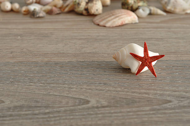 istock Collection of seashells on a wooden background 618744990