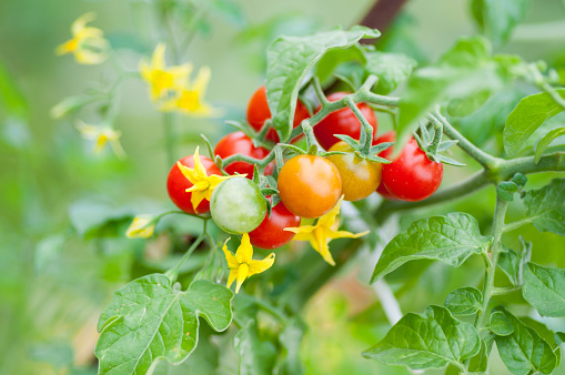 Cherry tomatoes of various ripeness on tomato plant