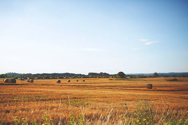 Haymaking withfarm tractor in summer