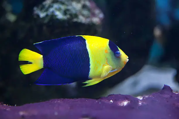 Bicolor angelfish (Centropyge bicolor), also known as the oriole angelfish. Wildlife animal.