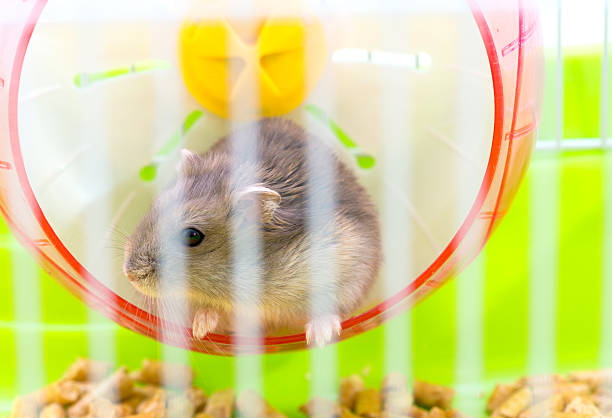 istock Cute hamster sitting in a cage 618747872