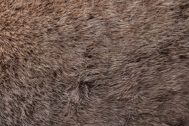 istock Domestic reindeer (Rangifer tarandus f. domestica). Skin texture 618747896