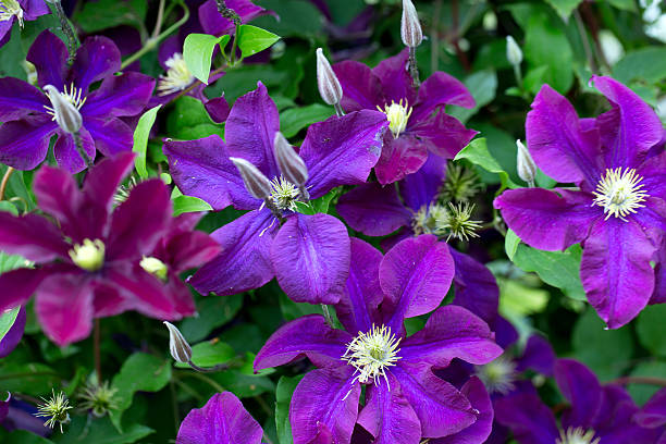 istock beautiful clematis flowers 618749688