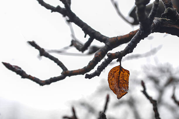 Free Stock Photo of A brown leaf on a branch with snow on it | Download ...