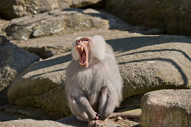 Angry Baboom Closeup stock photo
