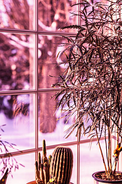 istock Winter Bay Window Cactus and Bamboo Tree Potted Plants 618750164