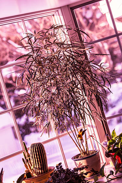 istock Serene Winter Bay Window Bamboo Tree Potted Plants 618750222