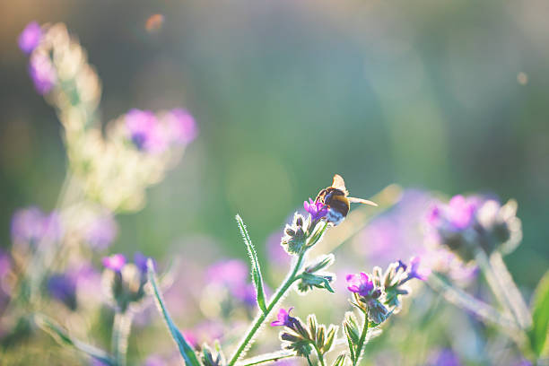 istock Flying bumblebee and summer flowers 618750504