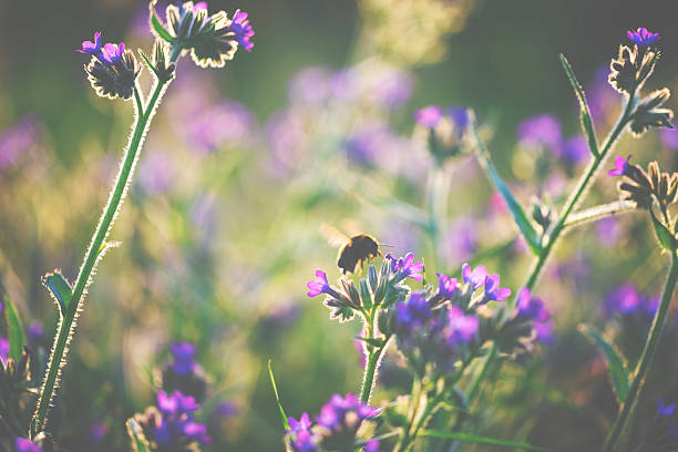 istock Flying bumblebee and summer flowers 618750614