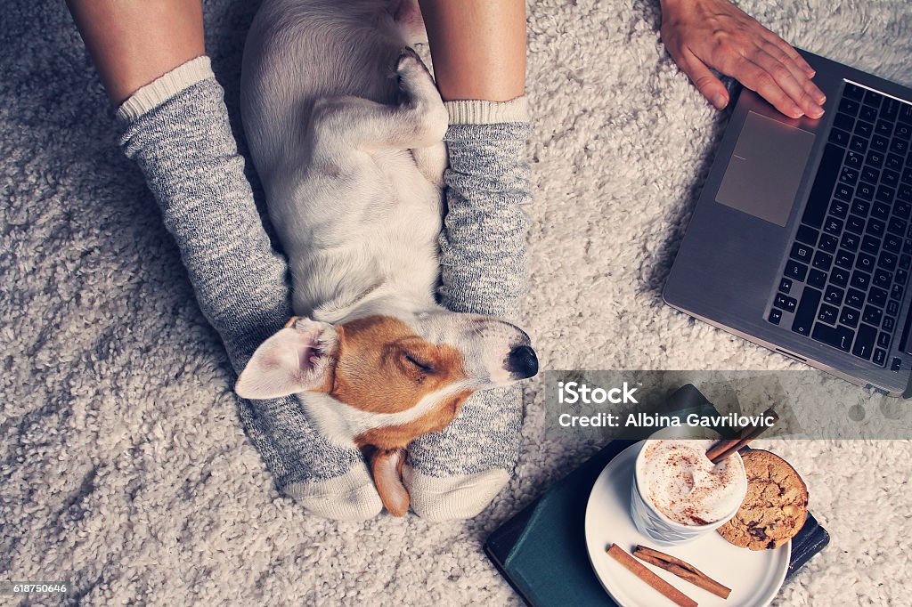 Woman in cozy home wear relaxing at home Woman in cozy home wear relaxing at home with sleeping dog Jack Russel terrier, drinking cacao, using laptop, top view. Soft, comfy lifestyle. Dog Stock Photo