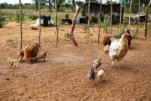 Free living Chicken at the San in Namibia, Africa