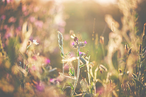 istock Flying bumblebee and summer flowers 618750988