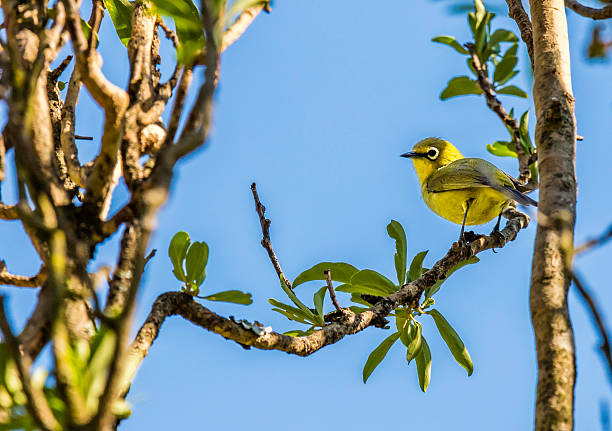 istock Yellow weaver bird on a tree branch 618751140