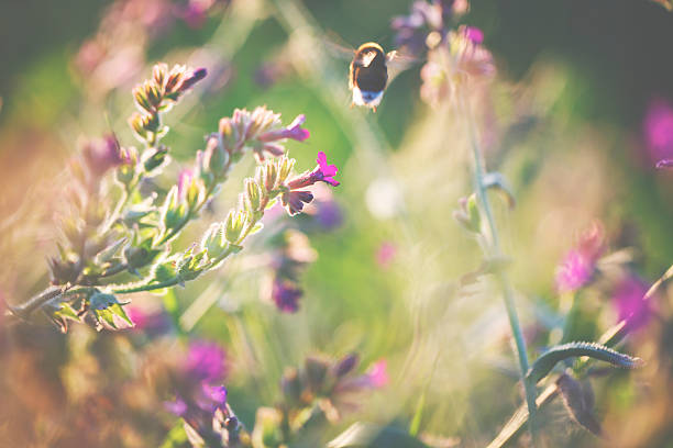 istock Flying bumblebee and summer flowers 618751400