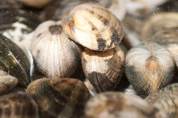 istock Closeup of the clams 618751958