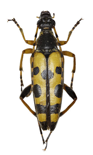 istock Black and Yellow Longhorn Beetle on white Background 618752124
