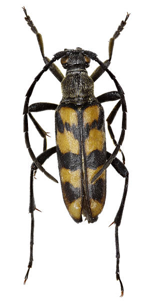 istock Four Banded Longhorn Beetle on white Background 618752278