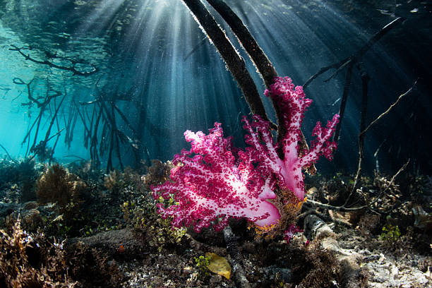 istock Soft Corals in Blue Water Mangrove 618754192