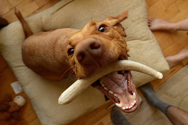 Crazy Dog With a Bone stock photo