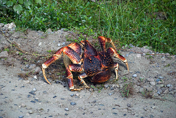 Coconut Crab The coconut crab (Birgus latro) is a species of terrestrial hermit crab, also known as the robber crab or palm thief. It is the largest land-living arthropod in the world. coconut crab stock pictures, royalty-free photos & images