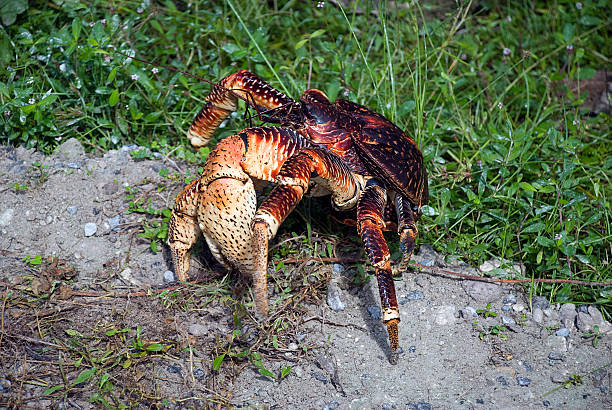 Coconut Crab Claw Side view of the large front claw of a young coconut crab (Birgus latro) which is a species of terrestrial hermit crab, also known as the robber crab or palm thief. It is the largest land-living arthropod in the world, Diego Garcia, BIOT. coconut crab stock pictures, royalty-free photos & images