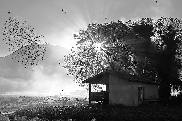 istock Starling migration in the fall in black and white 618757004