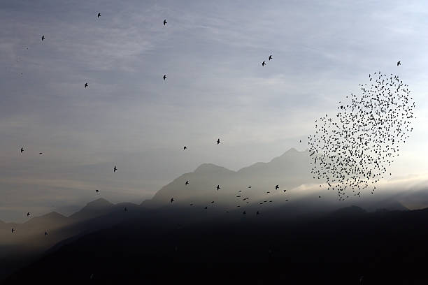 istock Migrating flocks of starlings in the fall 618757076