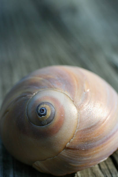 istock Shark Eye or Moon Shell on Weathered Wood 618757930