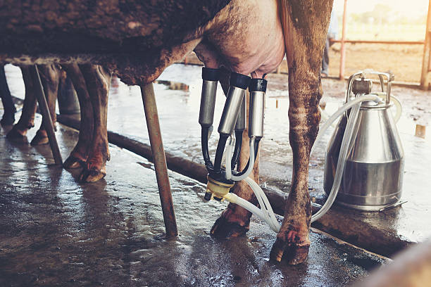 istock row of cows being milked 618758196