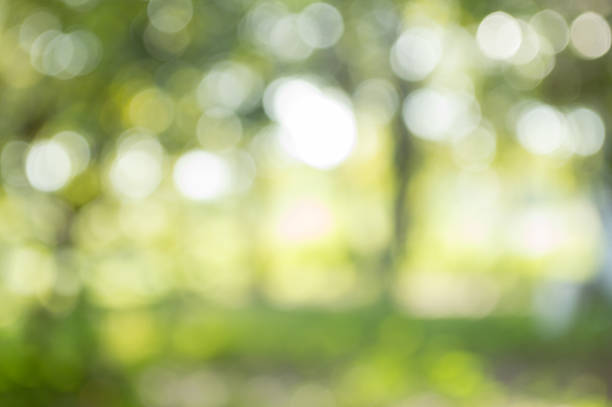 istock Beautiful Defocused Green Highlight In Foliage. 618758640