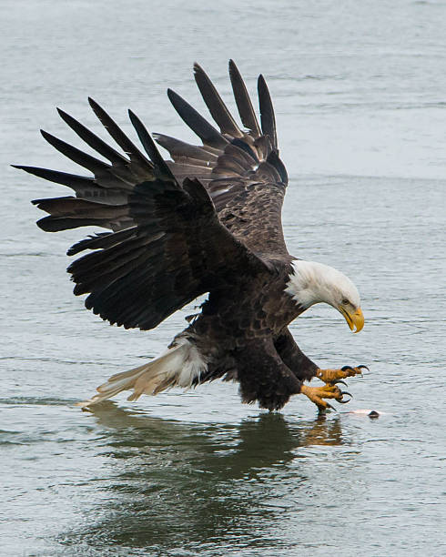 Bald Eagle Is Catching Fish Stock Photo - Download Image Now - Catching,  Fish, Bald Eagle - iStock