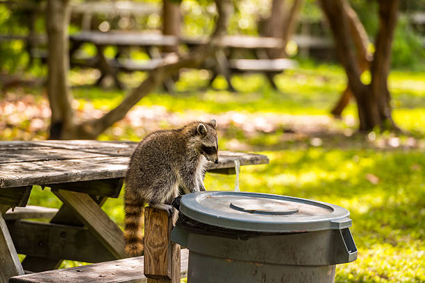 North American raccoon (Procyon lotor), native to North America, washing food in water from brook / stream