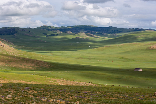 Livestock dots the green pastures across the expansive steppes of central Mongolia.