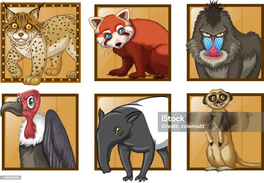 Different Types Of Wild Animals Stock Illustration - Download Image Now -  Animal, Animal Wildlife, Anteater - iStock