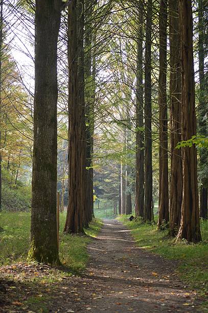 forest way stock photo