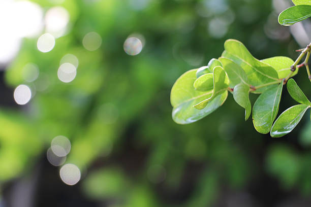 istock Carunda or Karonda leaves on top tree after rain fall 618764766