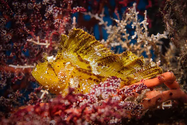 Leaf scorpionfish (Taenianotus triacanthus), also known as paperfish, yellow, spotted in brown and white, among red, pink and white gorgonians and soft coral.