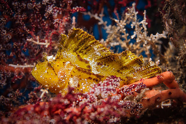 leaf scorpionfish (taenianotus triacanthus), yellow - profile photo flash imagens e fotografias de stock