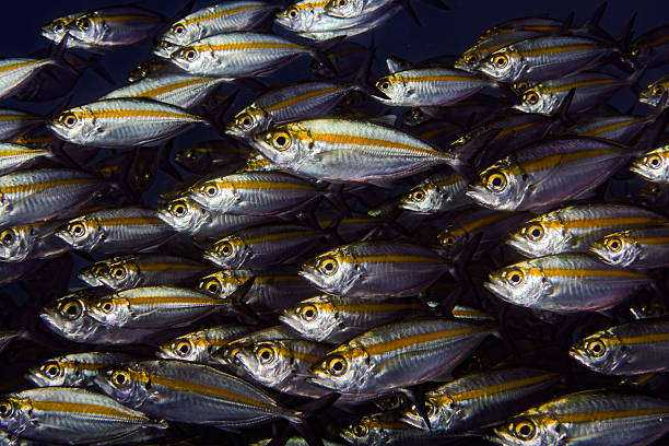 yellowstripe scad (селароидес лептолепис), школьное образование - school of fish flash стоковые фото и изображения