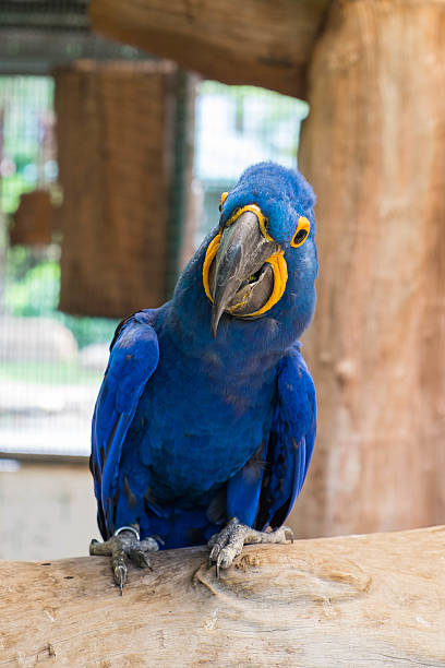 istock Hyacinth macaw or Hyacinthine macaw (Anodorhynchus Hyacinthinus) 618766714