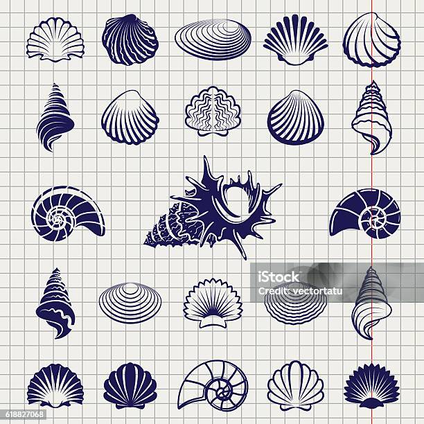 Sketch Of Sea Shells Stock Illustration - Download Image Now - Animal Shell, Oyster, Scallop