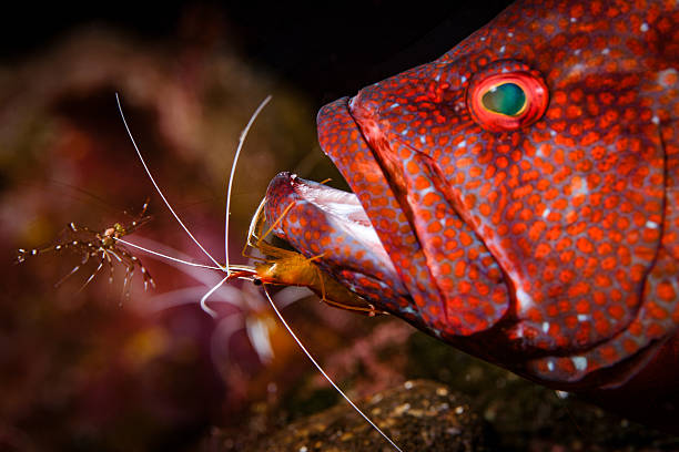 coral trout and scarlet skunk cleaner shrimp - profile photo flash imagens e fotografias de stock